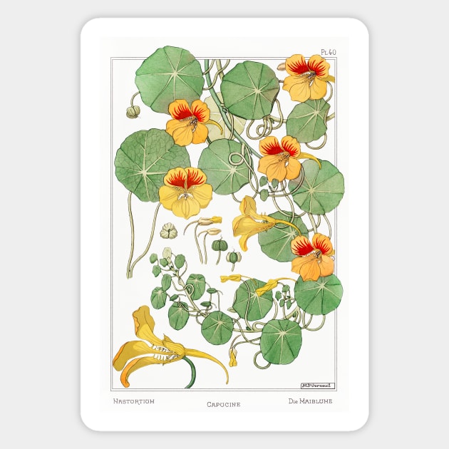 Nasturtium (1896) Sticker by WAITE-SMITH VINTAGE ART